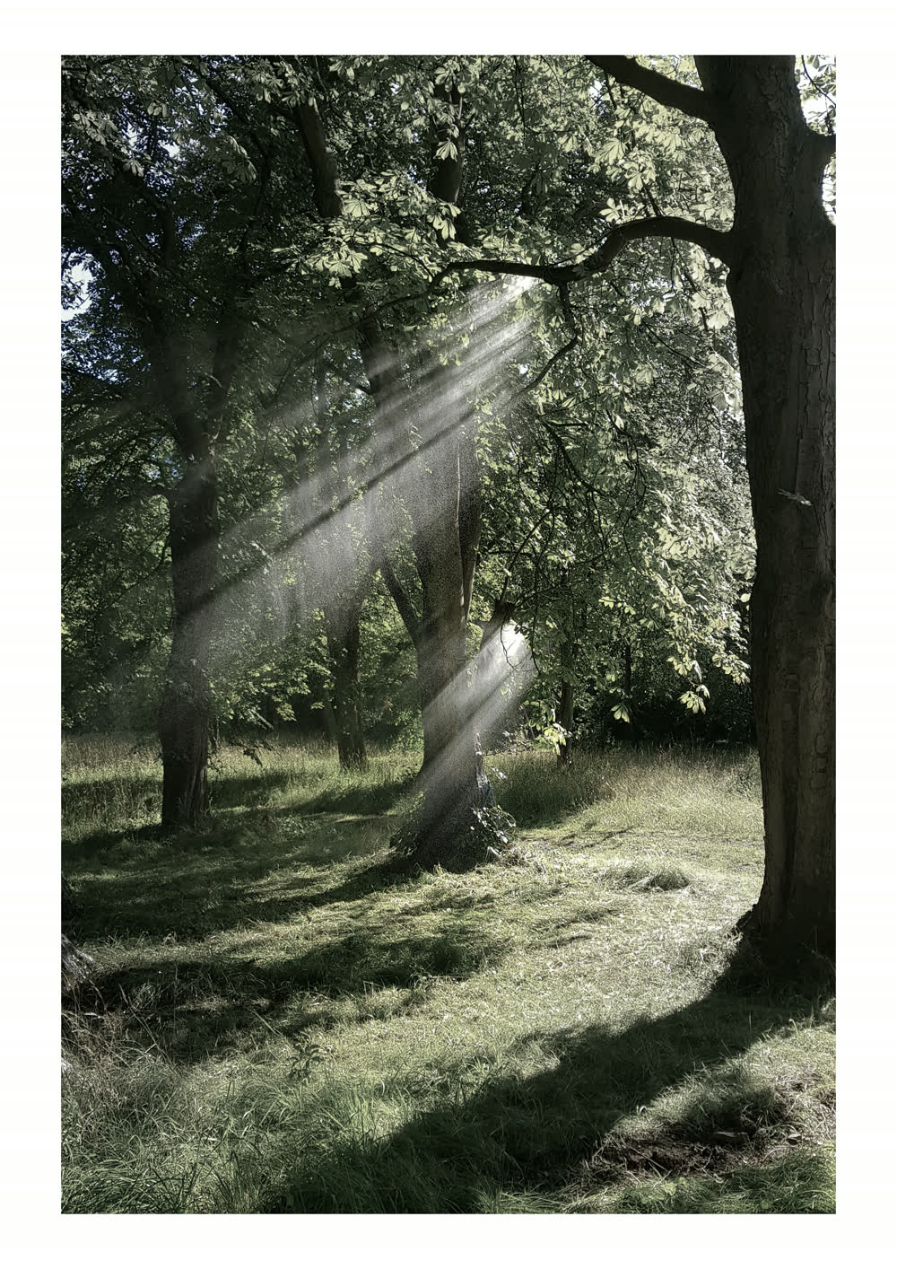 Lichtstrahlen fallen durch Bäume auf eine Wiese, entsättigte Farben