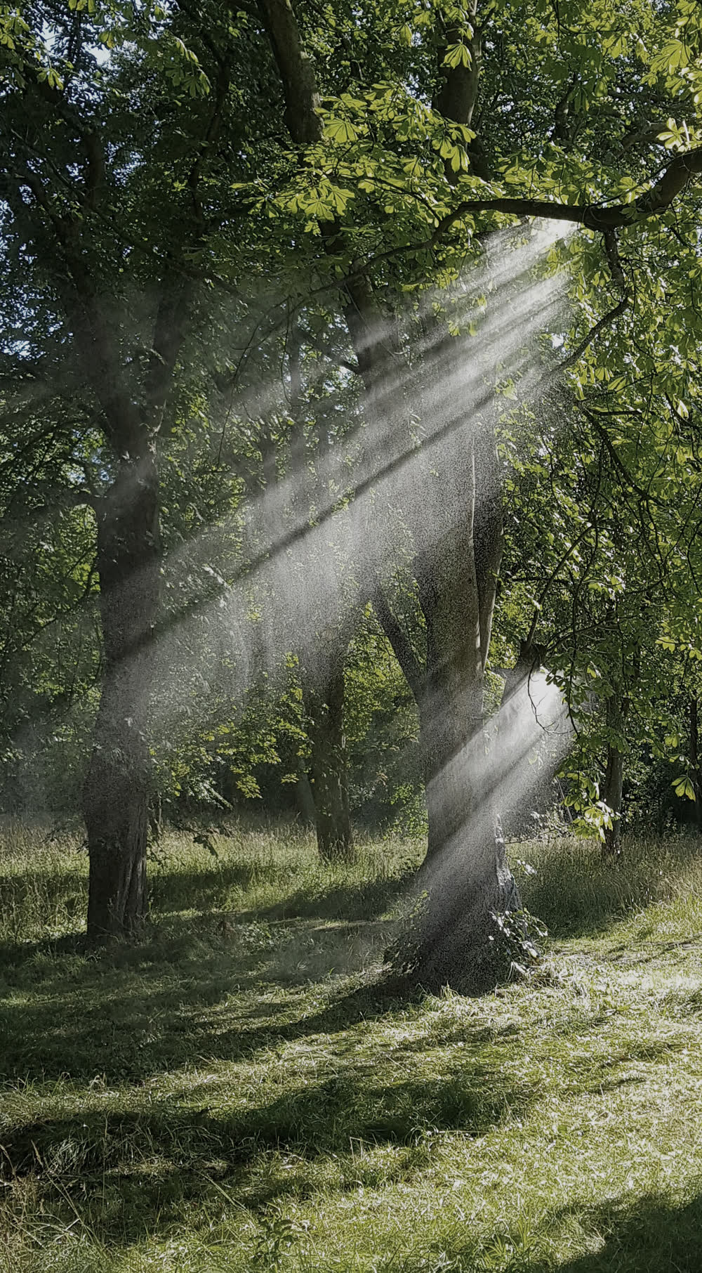 Lichtstrahlen und Wassernebel zwischen Baumstämmen, satte Grüntöne