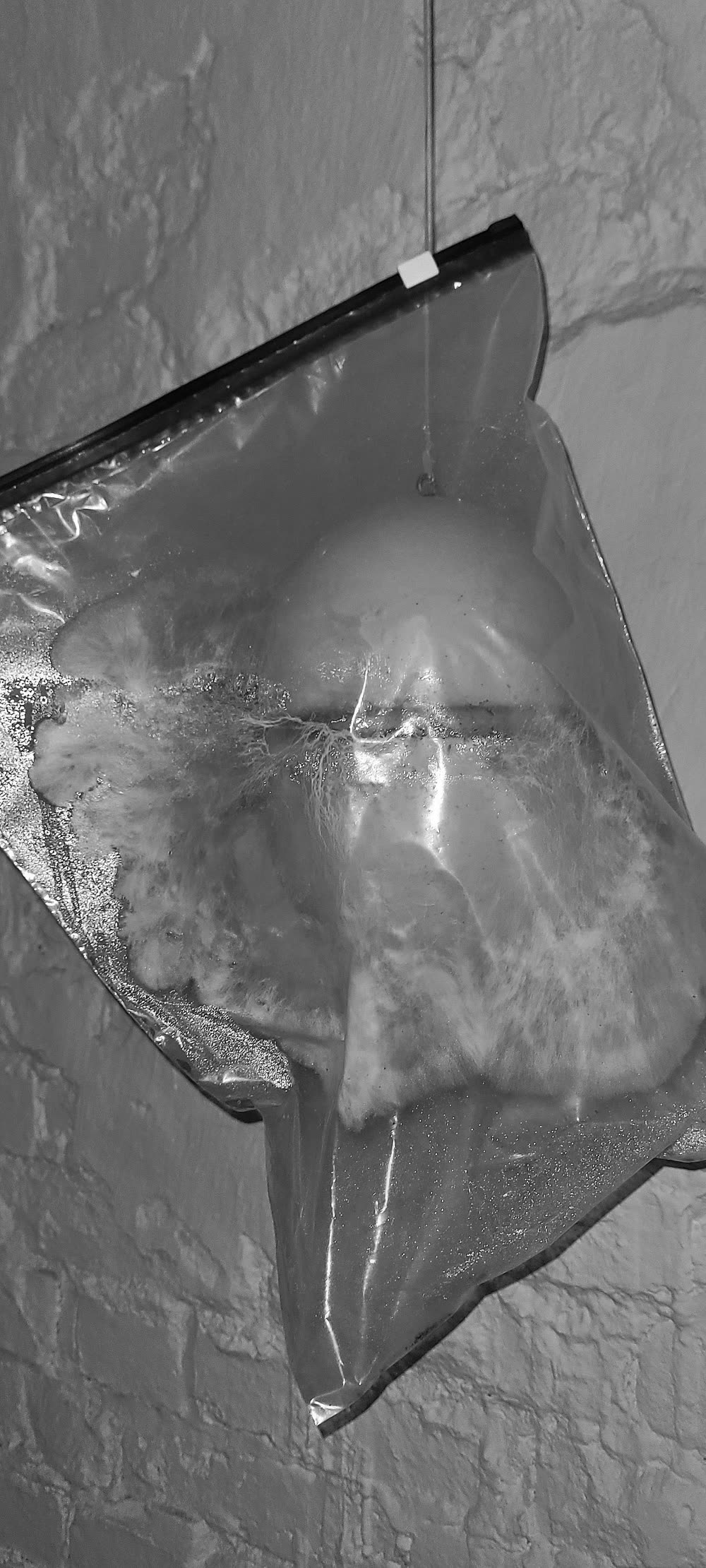 Früher Versuch: Myzel in einem Plastikbeutel
