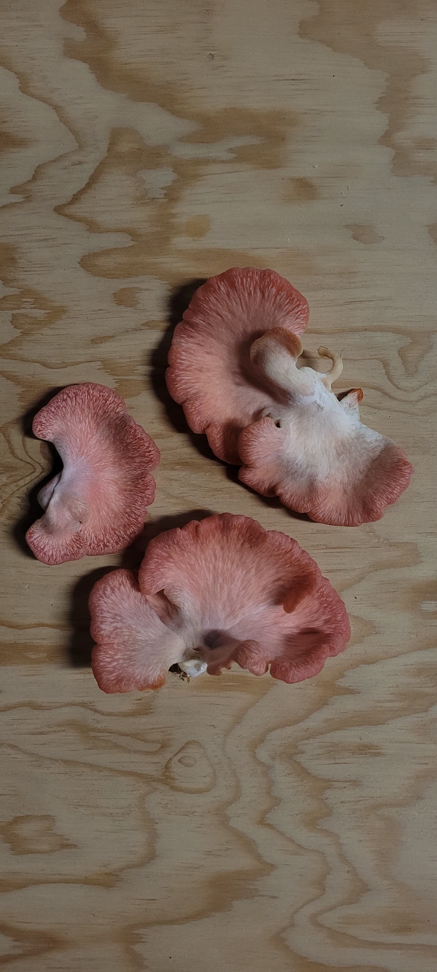 Drei geerntete rosa Austernpilze auf einer Sperrholzplatte
