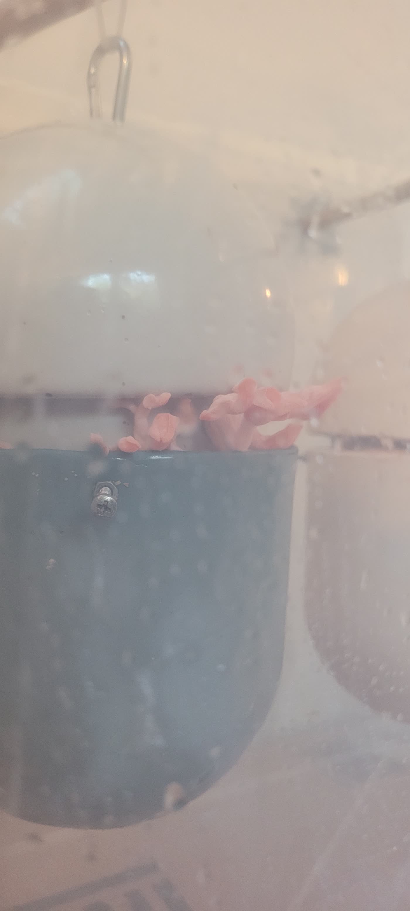 Zwei Kapseln hinter beschlagenem Glas, kleine Pilzknospen